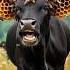 Black Cow Covered In Honeycomb Like Larvae And Beetle Save By Rescuers Humanity Animals Cow