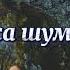 Леса шумят