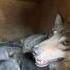 Волкособы Волчата 2025 волкособы волк волки Wolfdog гибриды рагнар волчица Wolf рек