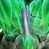 Paris S Armour Ultimate Attack Dinosaur King TV Show