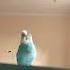 Budgie Dancing To Shakira