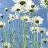 Ilya Malyuev Sunshine Flowers