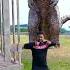 T Rex Dinosaur And Godzilla Captured By Dinosaur Hunters