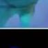 The True Pain Of SANS