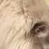 Digestive Enzymes For Cats Only Natural Pet Vital Digest Floppycats