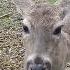 Saying Howdy To A Neighbor Texas Spring Deer Doe Spiritanimals