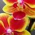 Fleanger Feat Hagit Ayelet Segal Flame XI Original Mix