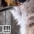 Burung Trucukan Gacor EMOSI TINGGI PANCINGAN TRUCUKAN AGAR BUNYI Jadikan BURUNG TRUCUK GACOR NYAUT