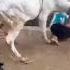 Kurban Funny Boys Be Careful
