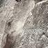 Amazing Wild Boar Down The Mountain Warthog Pig Boar Hog Viral Animal Wildpig Wildlife