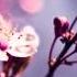 Ludovico Einaudi Experience Extended