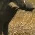 One Tough Warthog Deadly Instincts