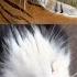 Tigers Meow Exactly Like House Cats Just A Few Octaves Lower