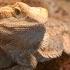 How To Get Rid Of Your Bearded Dragon Stuck Shed L Dixon S Reptillia