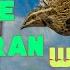 Batair Ki Awaz Raat Ki Liye Common Quail Calling For Night Raat Ki Liye Batair Ki Awaz