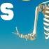 Bones For Kids Learn About The Skeletal System For Kids