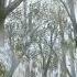 Calm Mushishi Soundtracks Endings 蟲師