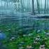 Lotus Flower Pond Relaxing Zen Music CALM FOREST Stress Relief Chakra Music Calm Brain