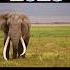 Elephant 2023 Vs 5000 Bce Mammoth Shorts Mamoth Video