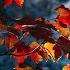 Autumn Leaves Are Falling Down CALM AMBIENT SOOTHING MUSIC VIDEO