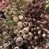 I Never Dreamed Dead Flowers Would Be So Easy And Profitable Join The Show Friday To See And Hear M