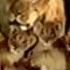 MGM UA Family Entertainment