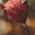 Fallen Roses Guilty Pleasures