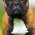5 Things You Must Never Do To Your French Bulldog