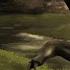 Paleowolf Moropus Chalicotherium Cenozoic 2021