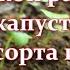 Посеяла и забыла Капуста на рассаду Как посадить и вырастить капусту без хлопот Лучшие сорта