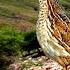 Female Quail Sound Madi Batair Awaz Batair Madi Ki Awaz Batair Ki Awaz