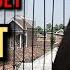 Trucukan Gacor TARUNG ROPEL PANJANG Pancingan Trucukan Agar Bunyi Jadikan Burung Trucuk Gacor NYAUT