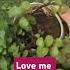 Love Me Plants Garden Gardening