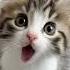 The Cat Singing Song Apache Apache