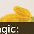 Natural Magic Emily Dickinson Charles Darwin And The Dawn Of Modern Science