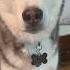 Pluto Loves To Chit Chat Lol Dogshorts Doglovers Husky ItsPlutoswrld Viral