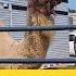 Look At His Lips OMG Camel Humpday Funny Wednesday