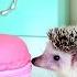 Cute Hedgehog Compilation Hedgehog Escape Giant Macaron