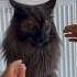European Maine Coons For Sale Florida