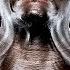 IRON NECK CREATING A DOMINANT LOOK NECK AND TRAPS HARDCORE GYM MOTIVATION