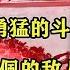 李奇微为何在回忆录中说 志愿军是最凶狠 也是最文明的敌人