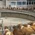 Sistema Rotativo En Ordeño Ordeñovacas Vacas Leche