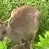 Animal Baby Kangaroos And Joeys Compilation