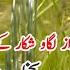 Batair Ki Awaz Common Quail Sound Quail Bird Sounds For Hunting Quail Hunting Very Munda