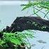 Aquascaper 1500 African Themed Congo Aquascape Tutorial Step By Step Build