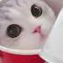 100 Cute Cat Videos Cat Shortvideo Cute Funny Short Funnyvideo