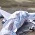 Abandoned Plane Crash Papercraft Aviation Avgeek Sad Trending Shorts