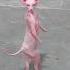 The Cat Club Is Open Let S Dance MeowMixDance DiscoCats CatGroove PartyCats BoogiePaws