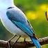 Relaxing Music With Birds Singing Beautiful Piano Music Guitar Music By Soothing Relaxation