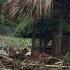 How Did Hoai Ca And Tony Escape The Big Storm That Completely Wiped Out Hoai Ca S Farm